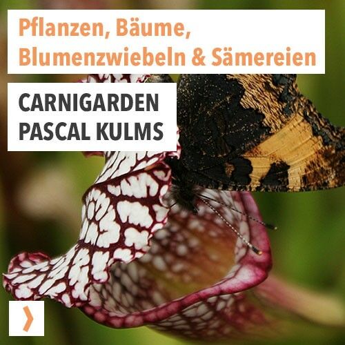 Carnigarden - Pascal Kulms